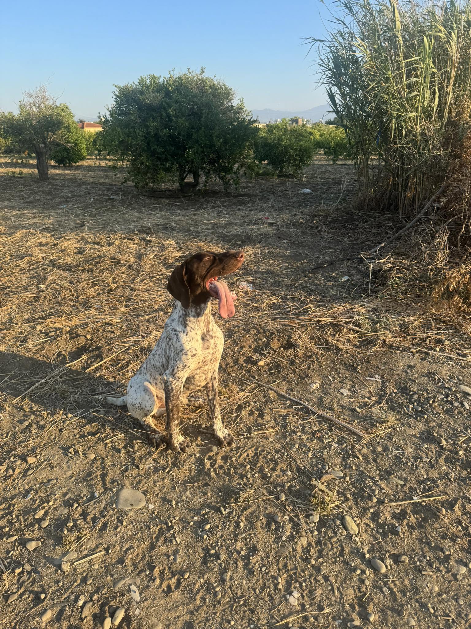Doğada oturan Kurzhaar